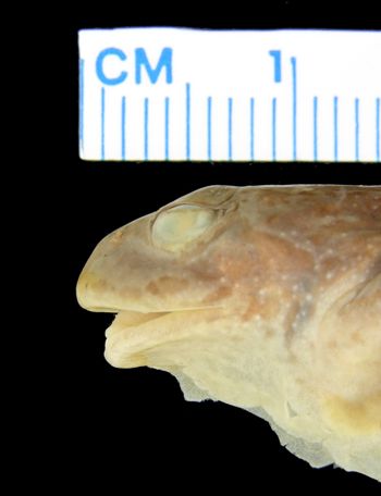 Media type: image; Herpetology A-11636